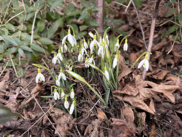 A macro photo of snowdrops amid last year’s leaves and a few fresh blades of grass 