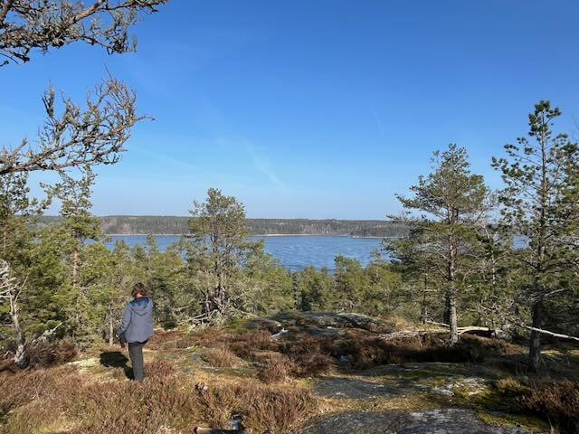 En person i blå jacka står, med ryggen mot kameran, på en berghäll med gammal ljung, blåbärsris och små tallar och tittar över vattnet i horisonten.