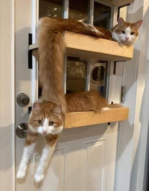 orange cats arranged in impossible shapes