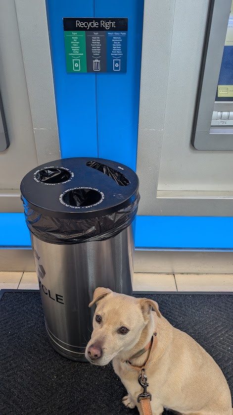 "Recycle Right" with a trash can where all recycling just goes into the same trash.

Dog looking on.