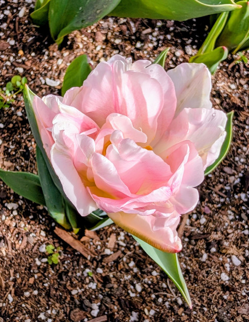A pink tulip blossom.