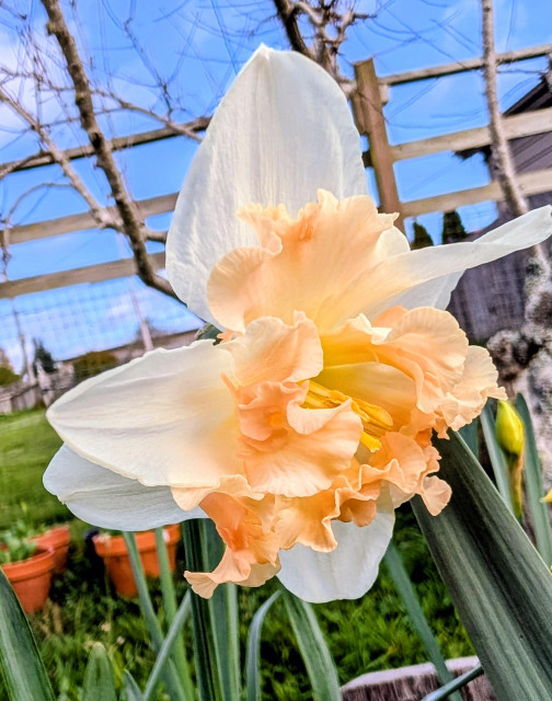 A double ruffled daffodil blossom. White petals and a peach color center. 