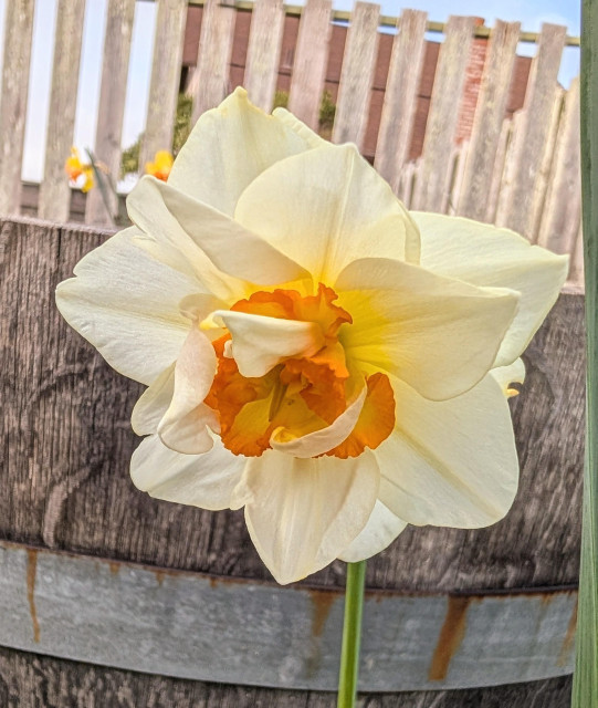 A white petal daffodil blossom with orange and yellow in the ruffled center.