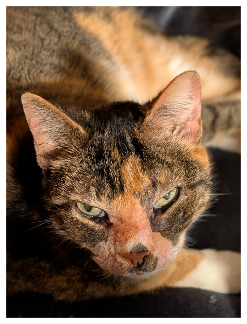 A close-up of a calico cat with green eyes, looking up with a relaxed but serious expression. they are stretched out on a dark blankie and her body is out of focus.