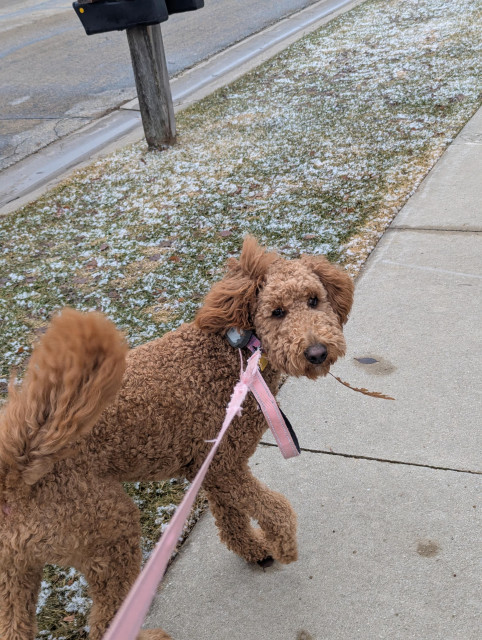 Curly brown dog on a pink leash looking back toward the camera while holding a leaf in its mouth during a walk on a sidewalk beside a lightly snow-dusted grassy strip and a roadside mailbox.