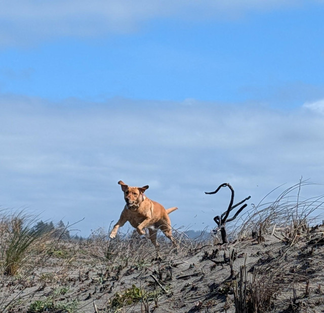 Summer ran up and down the sand dunes on our way to the beach. Her ears were always up because of the wind. She is running through an area that was burned a few months ago to kill invasive plants.