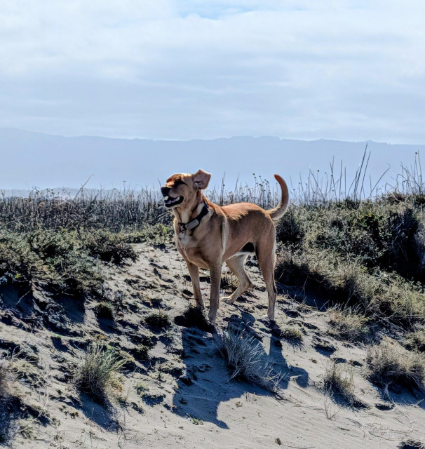 Golden lab is standing on the edge of the trail with her ears going up and down in the wind.
