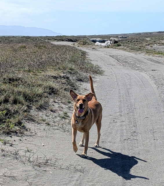 Golden lab is running on a sandy trail with her ears straight up.