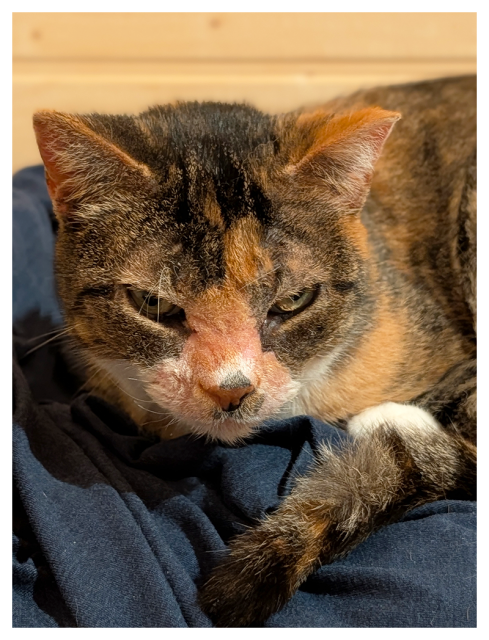 close-up. calico cat curled up on dark blue fabric making sleepy eye contact. the background is paneled wall.