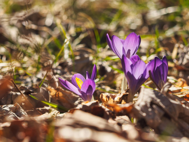 Four deep purple crocuses fill the frame, springing froth from between dead leaves and twigs. They’re backlit, with yellow sun light showing the full range of color and highlighting the bursts of yellow within the flowers.