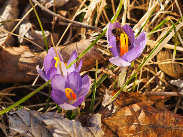 Three purple crocuses fill the frame captured from above pushing through a collection of grass and dead leaves. The right-most crocus holds a honey bee, his rear sticking out of the crocus and glistening with pollen.