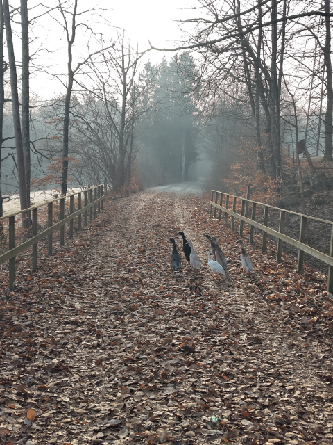 En flock med löpankor på cykelbana i skogsmiljö
