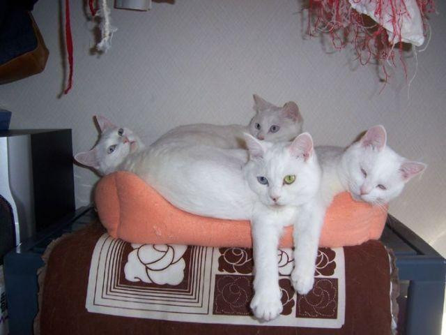 There are four white cats in this picture and one bed