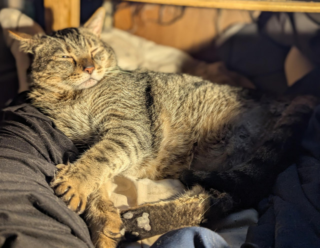 Waffles the three-legged, chonky, tabby cat, snoozing on my leg, with one eye barely open and the other closed.