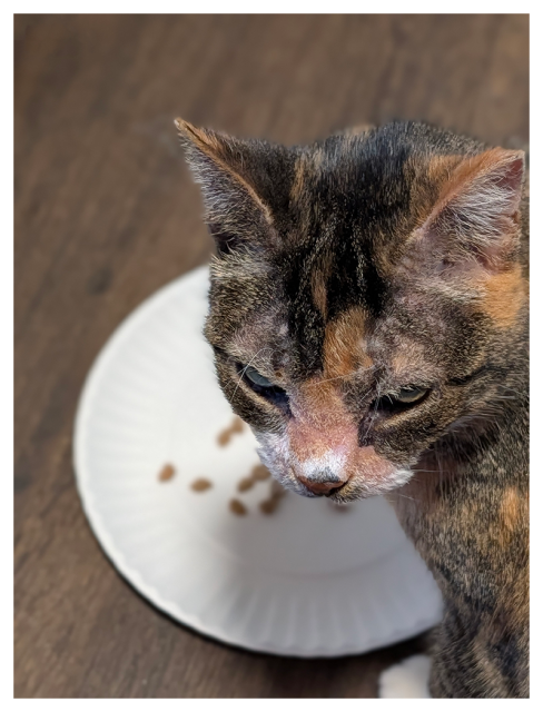high-angle view of a calico cat facing a white paper plate on a wooden floor, looking to the left. a few morsels of food are visible on the plate.