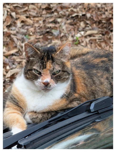 calico cat tucked in comfortably on the hood of a dark blue car, just below the windshield and makes eye contact. the background is brown leaf litter.