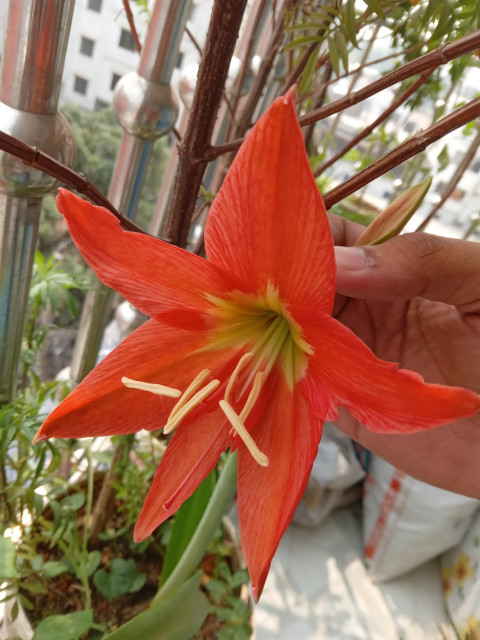 A red flower that I'm holding. Don't known the name yet