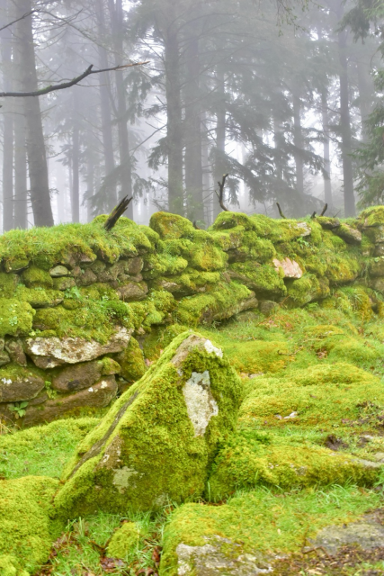 Mossy wall and evergreen trees in mist,