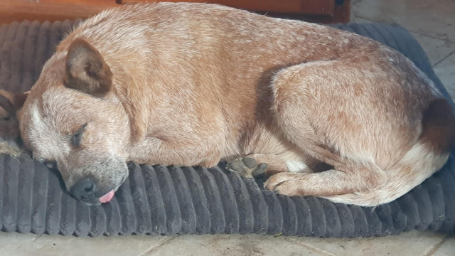 Buster, my old red Australian Cattle Dog. He is tired from guarding me overnight from drop bears, large goannas, and  kangaroos.
