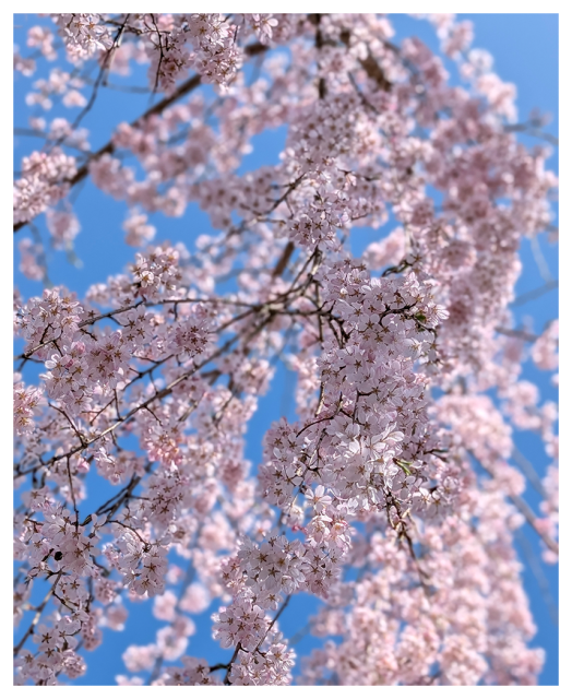 low-angle ciew of a couple branches of a willow-type tree with small pink flowers in bloom against a blue sky.