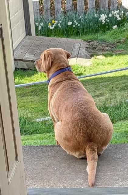 Summer is watching out for her pal who is walking outside in the grass.