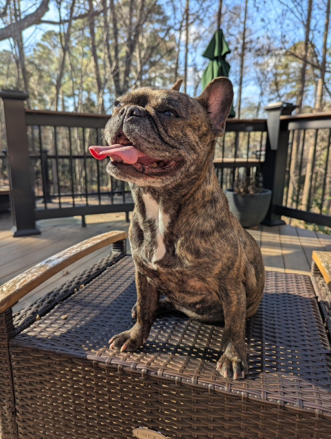 photo of brindle French bulldog sitting on outdoor footstool with tongue hanging out 