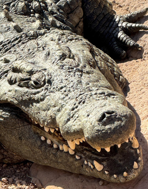 Der Kopf eines riesigen Krokodil, dass die Zähne zeigt