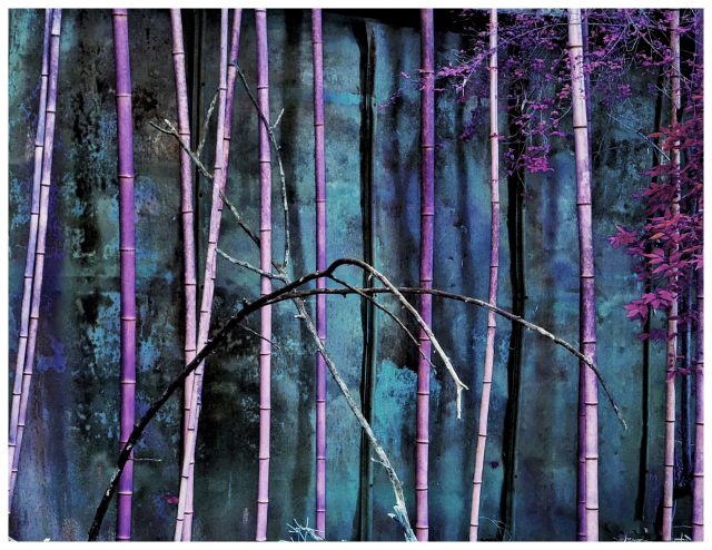 tall, slender bamboo stalks in shades of purple and pink stand in front of a textured, blue-green wall. A few thin, arching branches cross the foreground, while small purple leaves are visible on the right side.
