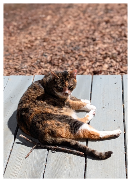 calico cat lies on her side on a gray wood porch in the sun. a forked stick from a tree lies parallel to her tail. the background is brown leaf litter,