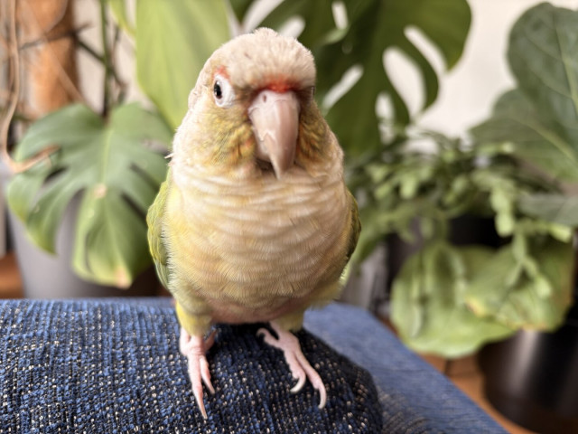 A yellow and green parrot on a blue couch. Greenery from houseplants behind. He is looking pensive.