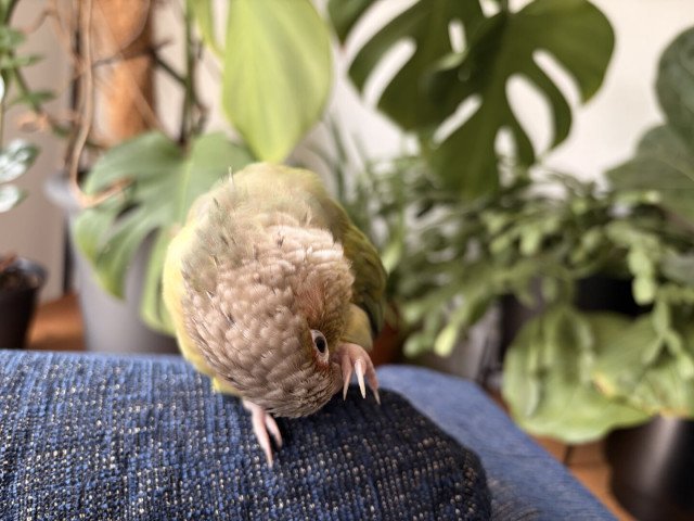 A yellow and green parrot on a blue couch. Greenery from houseplants behind. He is now grooming his foot. Head down!