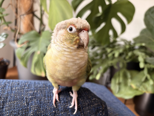A yellow and green parrot on a blue couch. Greenery from houseplants behind. A closer shot. He is posing now!