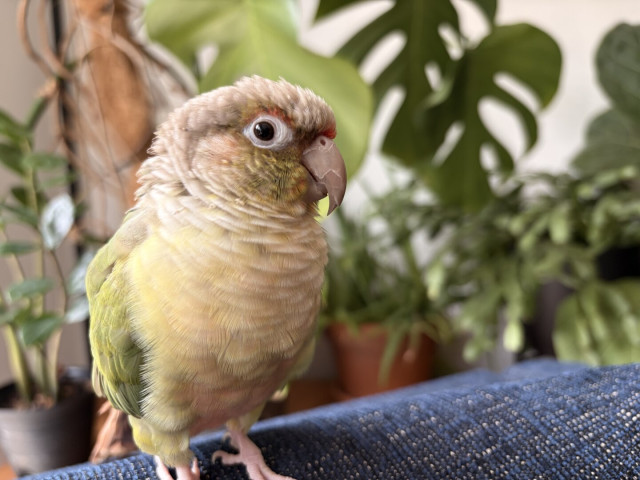 A yellow and green parrot on a blue couch. Greenery from houseplants behind. He has moved to the arm of the couch and looks a bit fluffed up.