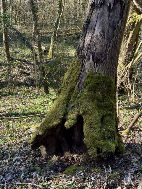 A photo of a tilted, hollow tree in an open, sunlit forest, its mossy base creating deep shadows.