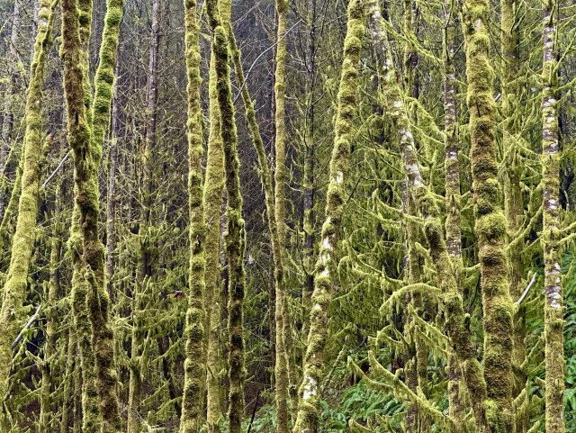 A dense forest of tall thin trees, all completely covered in lush moss, damp with rain.