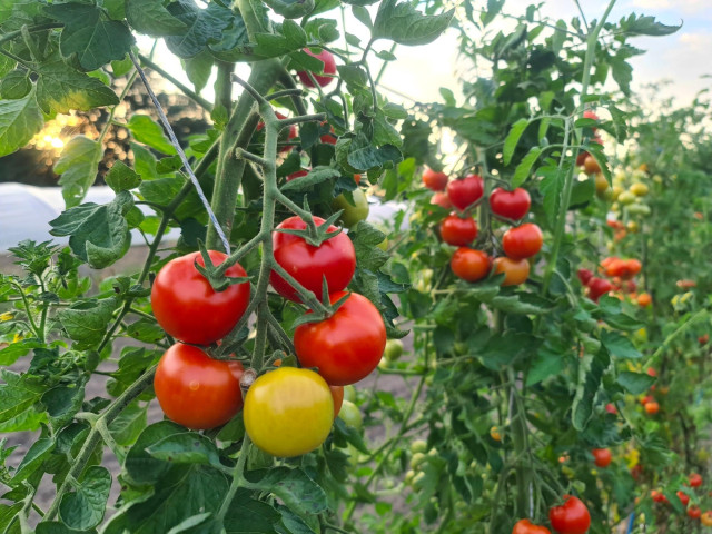 Foto von Tomatenpflanzen mit gelben bis roten, reifen Tomaten, mehrere Pflanzen hintereinander unter sonnigem freien Himmel.