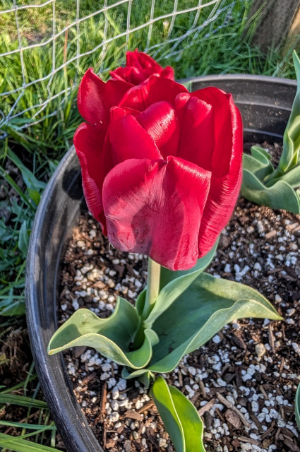 A red tulip.