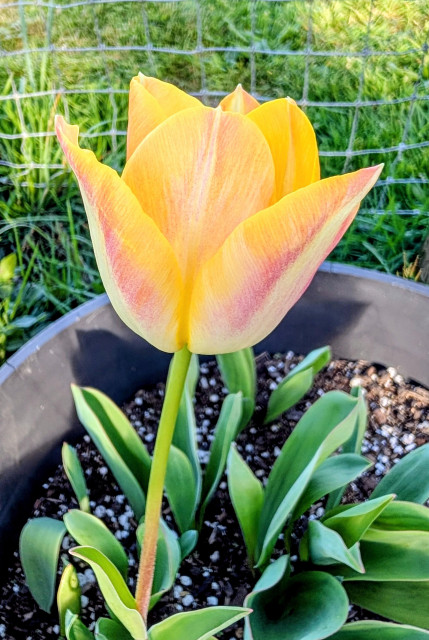 A yellow and pink tulip.