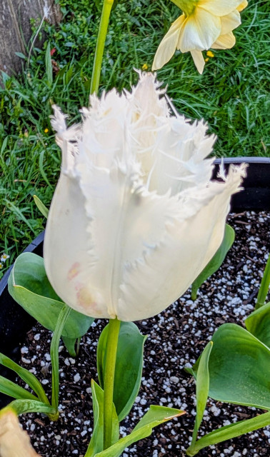 White tulip with fringed edge. 