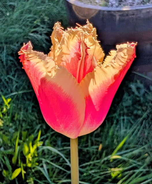 Pink tulip with white fringed edge.