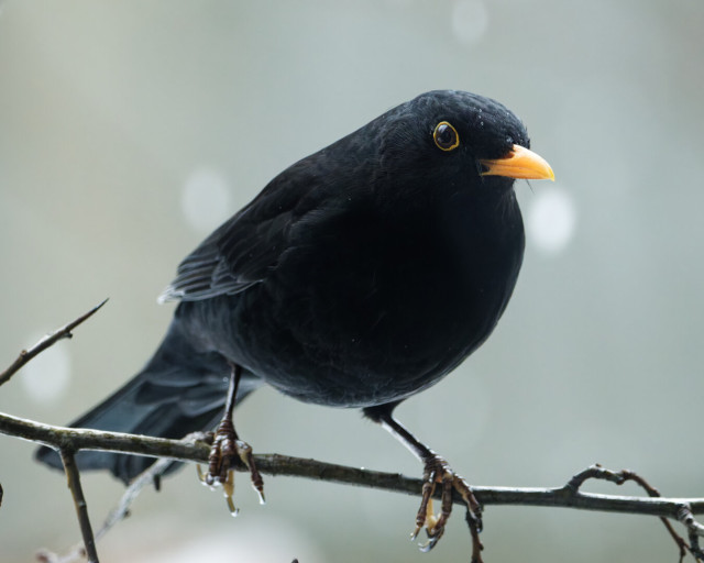 A male blackbird is perched on a hawthorn bush