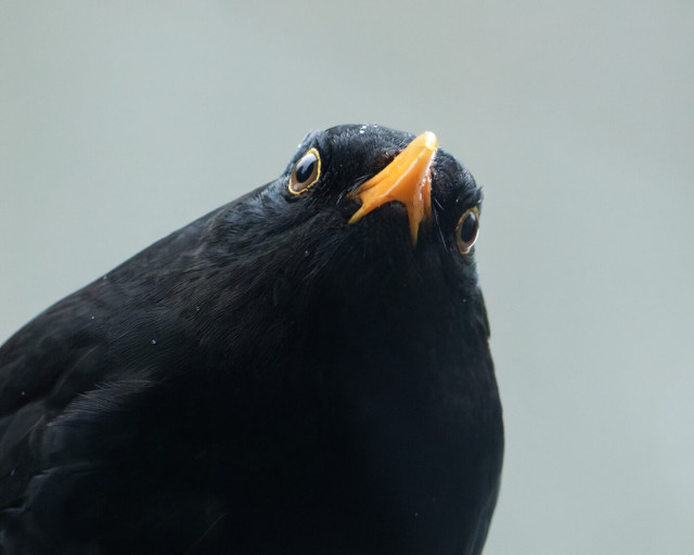 Portrait of a blackbird with its beak raised