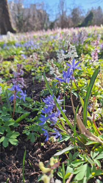 Frühlingsblumen, lila, in schattiger Wiese