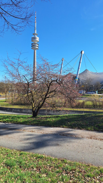 Ein kalher Baum mit ersten pinken Spuren vor Olympiaturmbund -Stadion