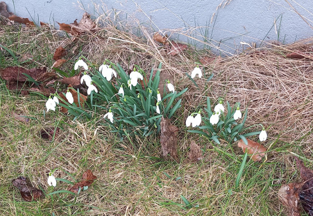 En klunga snödroppar i långt gräs intill en grå vägg.