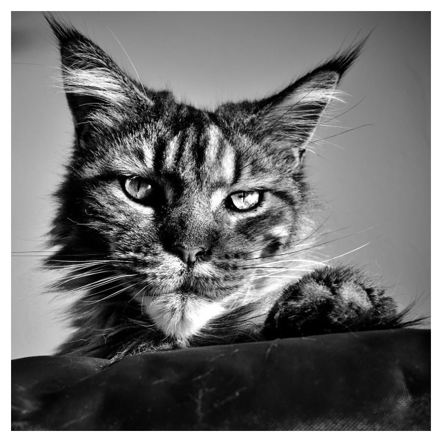 This is a dramatic black-and-white close-up photograph of a Maine Coon cat’s face. The cat is lying down and looking straight at the camera with a calm, slightly curious expression. Its large, almond-shaped eyes are wide open and catch the light, giving them a bright, reflective glow. The cat has the classic Maine Coon features: very long, thick fur with distinct dark tabby stripes running down the forehead and across the cheeks, prominent white tufts of fur inside the ears, and long, pointed ear tips with extra tufts of fur sticking out. Long, thin white whiskers fan out from its muzzle. One large, furry paw is resting in the foreground on a dark, soft surface, showing the thick pads and fluffy fur around it. The background is a smooth, gradient gray, keeping all attention on the cat’s expressive face. The overall mood is intimate and majestic, perfectly capturing the gentle giant personality of a Maine Coon.