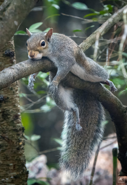 Color photo of an eastern grey squirrel lying spread out on a small branch, also known as splooting. 