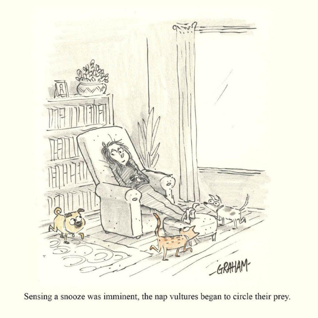 A cartoon illustration of a woman falling asleep in a chair as her dogs and cat surround her. Caption reads "Sensing a snooze was imminent, the nap vultures began to circle their prey."