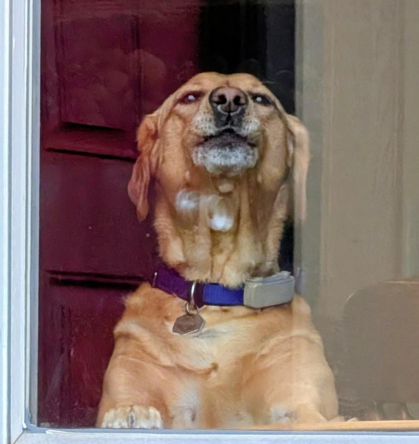 Golden lab is watching me through a window. She is clearly unhappy and is showing it with her facial expression. 