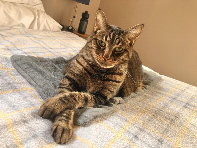 A very judgmental cat with their paws crossed.